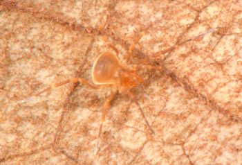 Media type: image;   Invertebrate Zoology 136540
